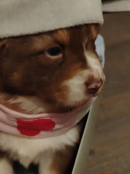 cuccioli di pastore australiano  | Foto 0