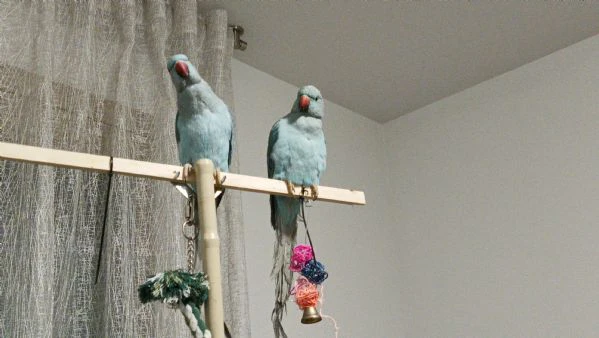 vendo coppia di peruchetto dal collare | Foto 0