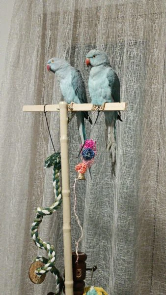 vendo coppia di peruchetto dal collare