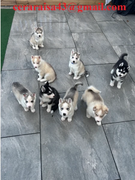regalo siberian husky cuccioli, maschio e femmina