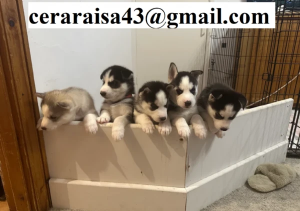 regalo siberian husky cuccioli, maschio e femmina