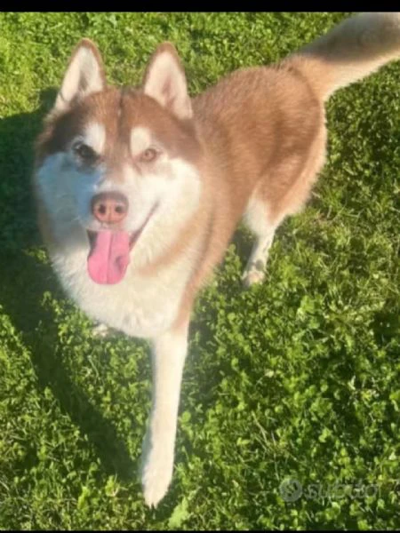 cuccioli husky con pedegree | Foto 6