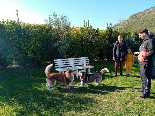 cuccioli husky con pedegree | Foto 5