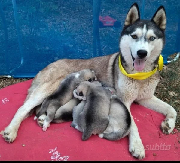 cuccioli husky con pedegree