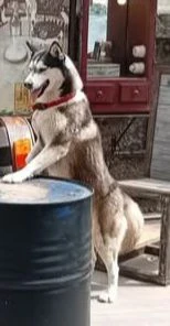 cuccioli husky con pedegree | Foto 4