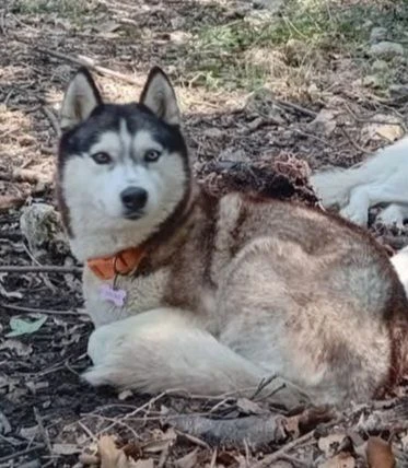 cuccioli husky con pedegree | Foto 3