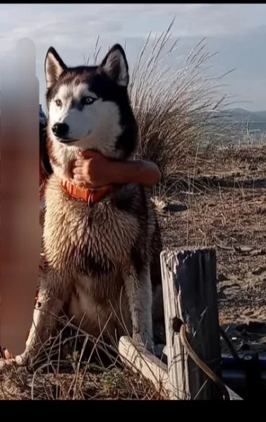 cuccioli husky con pedegree | Foto 2