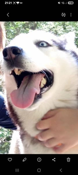 cuccioli husky con pedegree | Foto 1