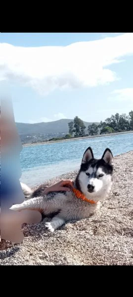 cuccioli husky con pedegree | Foto 0