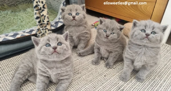 adorabili gattini british shorthair pronti