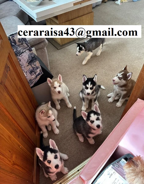 siberian husky cuccioli, maschio e femmina | Foto 1