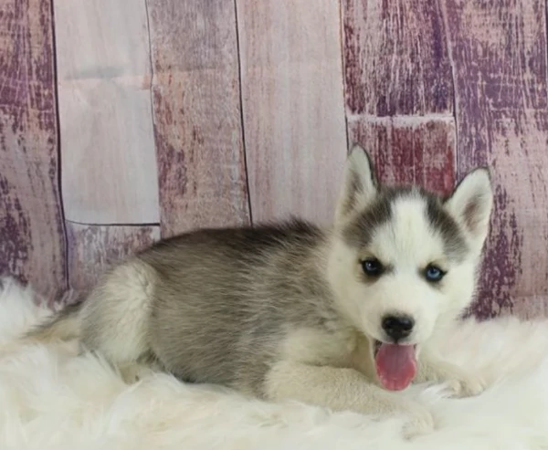 per l'adozione regalo siberian husky cuccioli, | Foto 3