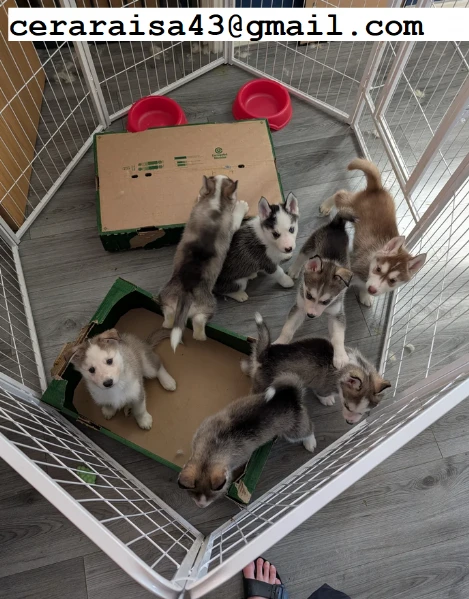 per l'adozione regalo siberian husky cuccioli, maschio e femmina | Foto 1
