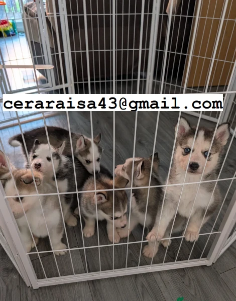 per l'adozione regalo siberian husky cuccioli, maschio e femmina | Foto 0