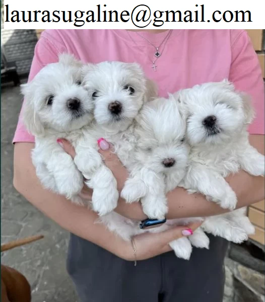 deliziosi cuccioli di volpino maltese, maschio e femmina, disponibili!
