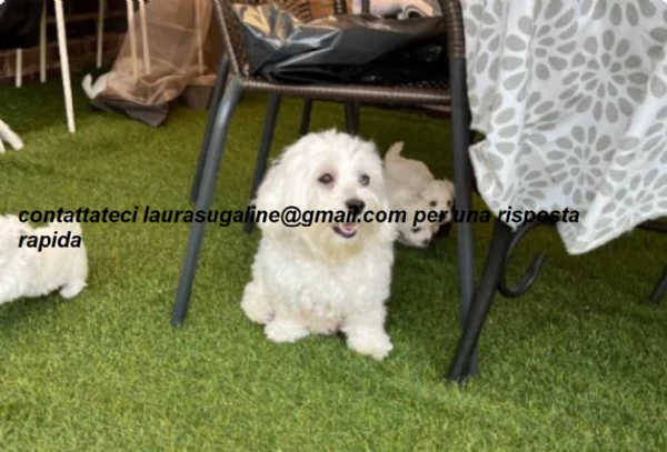per l'adozione cuccioli di razza pura maltese.. | Foto 4