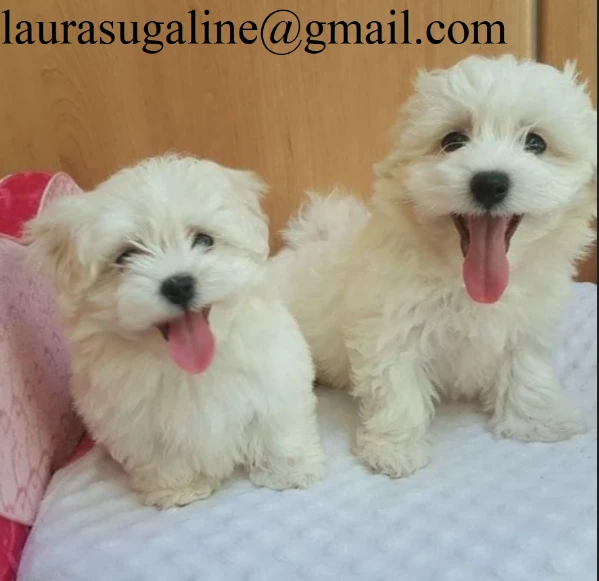 per l'adozione cuccioli di razza pura maltese.. 