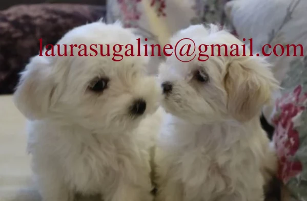 per l'adozione cuccioli di razza pura maltese..  | Foto 2