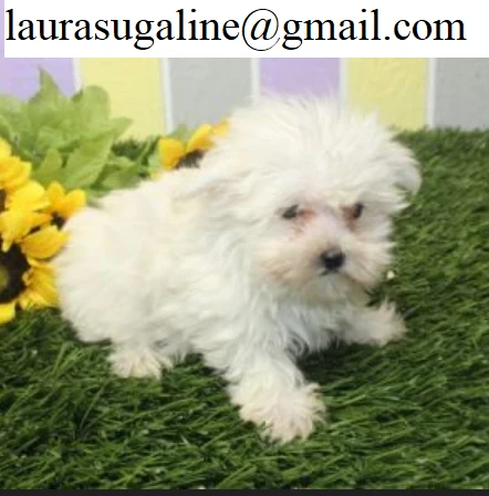 per l'adozione cuccioli di razza pura maltese..  | Foto 1