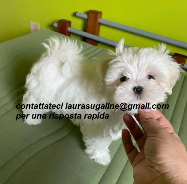 per l'adozione cuccioli di razza pura maltese..  | Foto 0