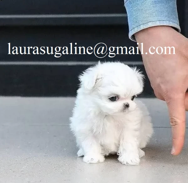  deliziosi cuccioli di volpino maltese, maschio e femmina, disponibili!  | Foto 5