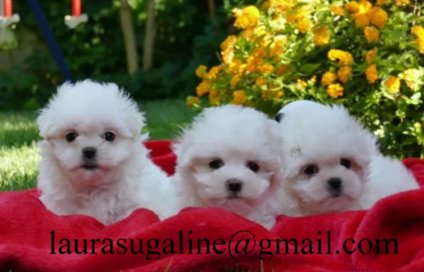  deliziosi cuccioli di volpino maltese, maschio e femmina, disponibili!  | Foto 4