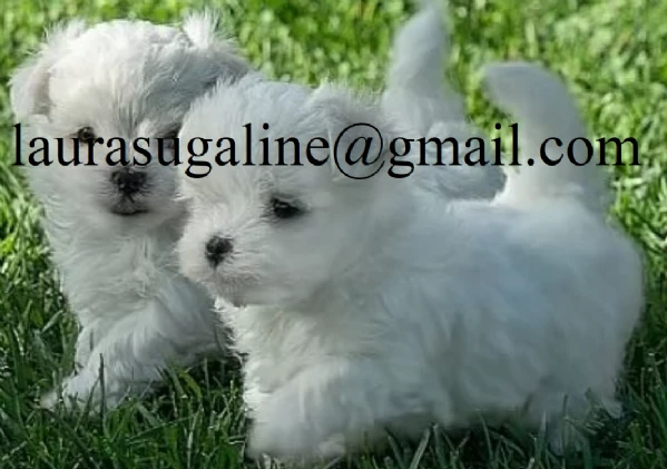  deliziosi cuccioli di volpino maltese, maschio e femmina, disponibili!  | Foto 3