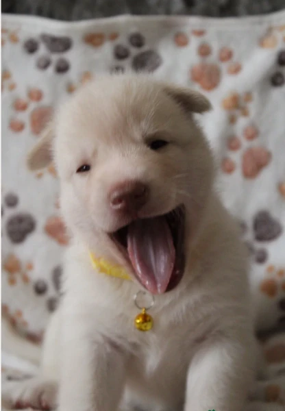 per l'adozione regalo siberian husky cuccioli,