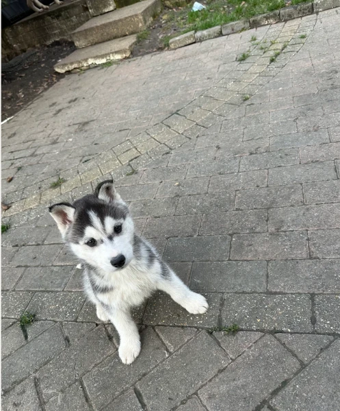 per l'adozione regalo siberian husky cuccioli, | Foto 0