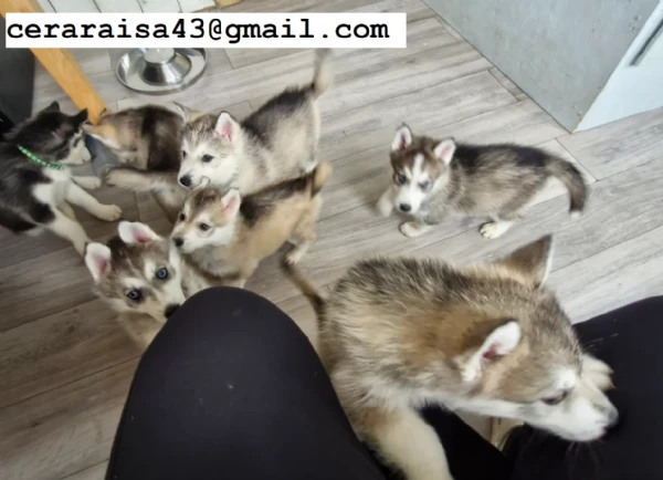 per l'adozione regalo siberian husky cuccioli | Foto 3