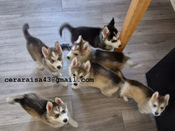 per l'adozione regalo siberian husky cuccioli | Foto 2