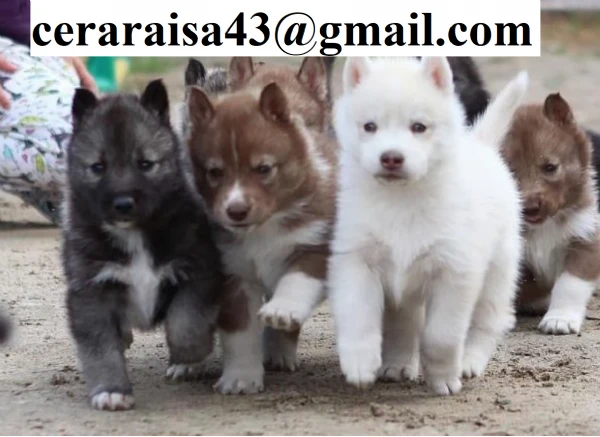 per l'adozione regalo siberian husky cuccioli, 