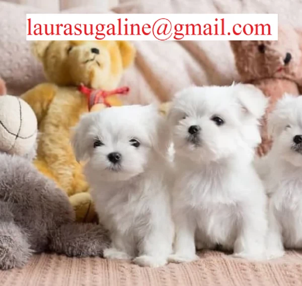 per l'adozione cuccioli di razza pura maltese..