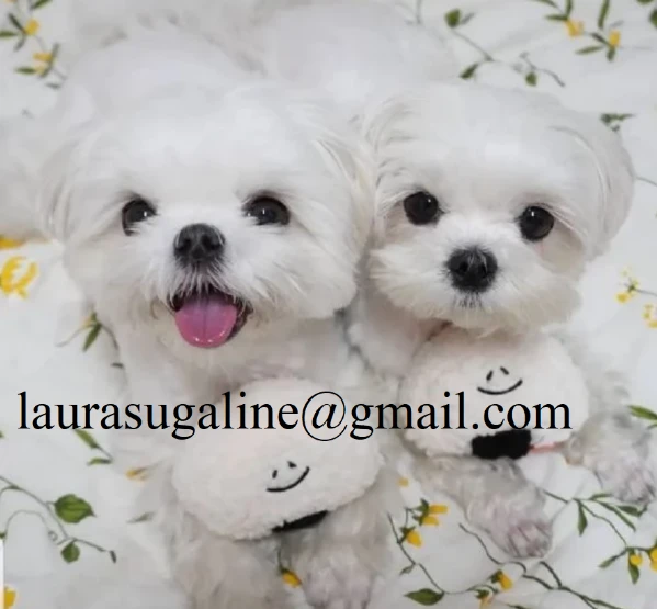 per l'adozione cuccioli di razza pura maltese. | Foto 2