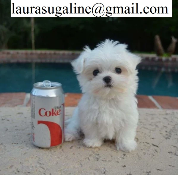 per l'adozione cuccioli di razza pura maltese. | Foto 1