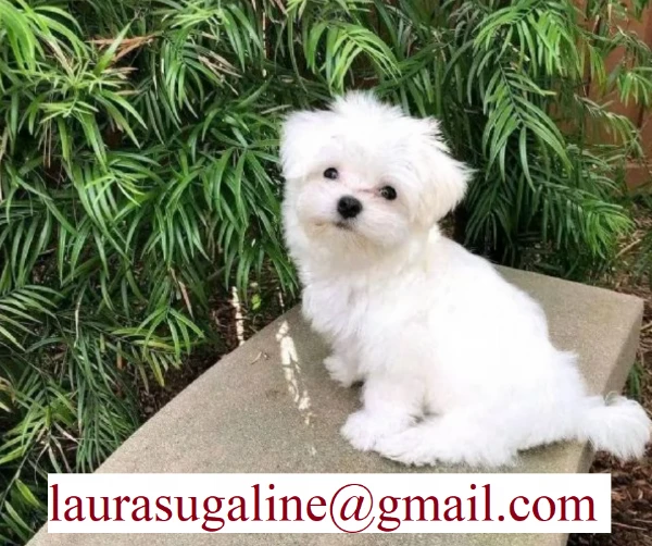 per l'adozione cuccioli di razza pura maltese.. | Foto 2