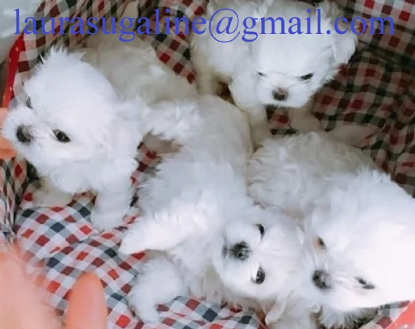 per l'adozione cuccioli di razza pura maltese..