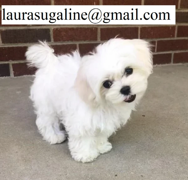 per l'adozione cuccioli di razza pura maltese.. | Foto 1