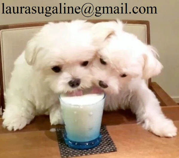 per l'adozione cuccioli di razza pura maltese.. | Foto 0