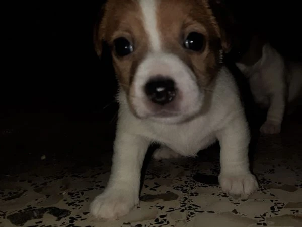 jack russel | Foto 1