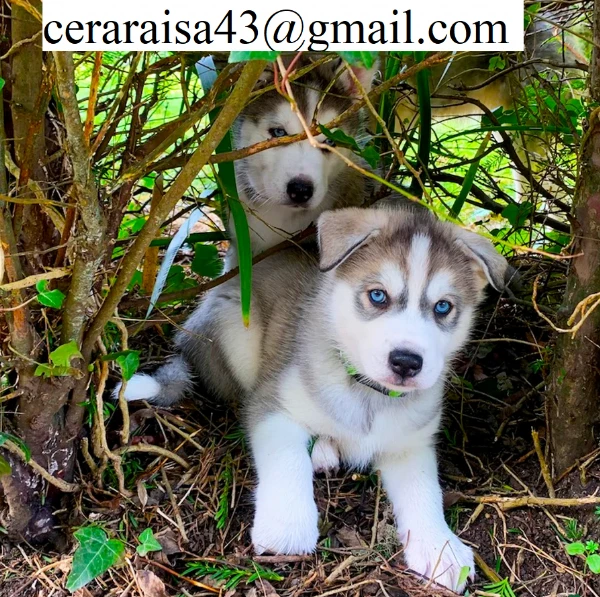 per l'adozione regalo siberian husky cuccioli, | Foto 2