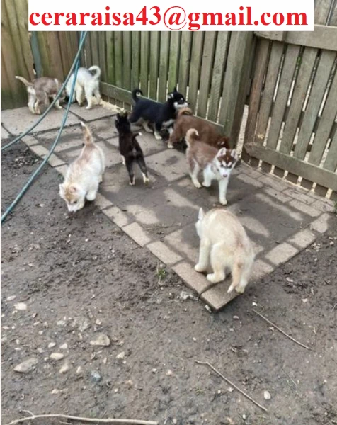 per l'adozione regalo siberian husky cuccioli,