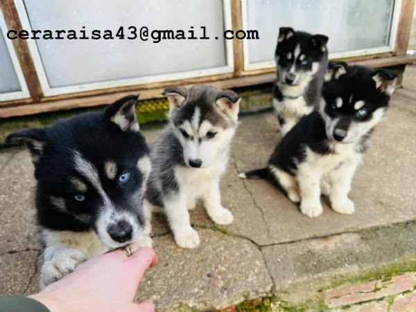 per l'adozione regalo siberian husky cuccioli, | Foto 1