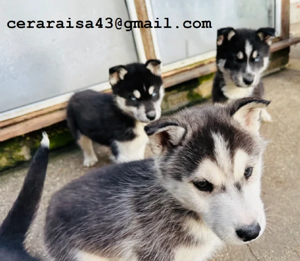 per l'adozione regalo siberian husky cuccioli,