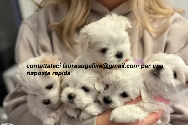 per l'adozione cuccioli di razza pura maltese.. | Foto 2
