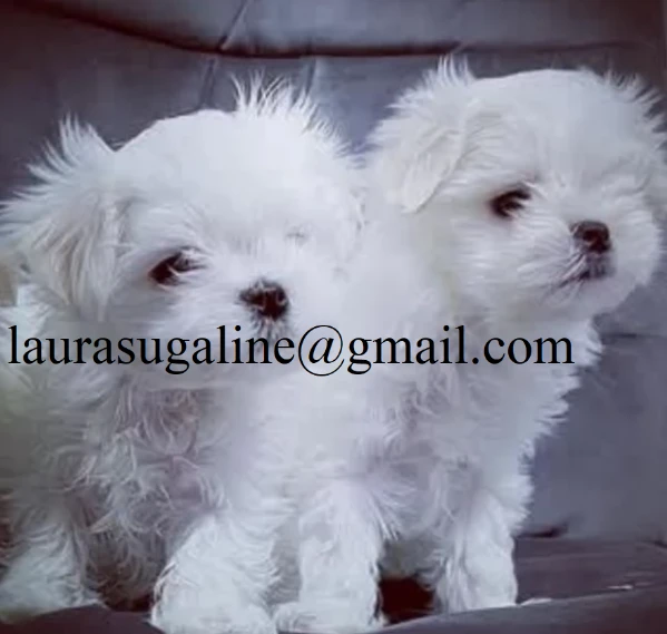 per l'adozione cuccioli di razza pura maltese. | Foto 2