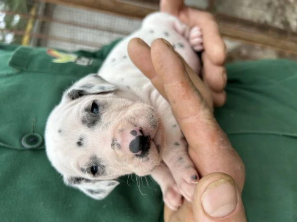cucciolo dalmata | Foto 0