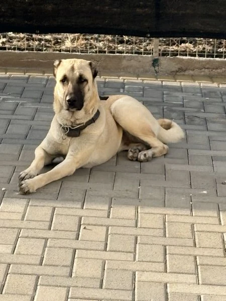 cuccioli kangal nati il 30/01 | Foto 3