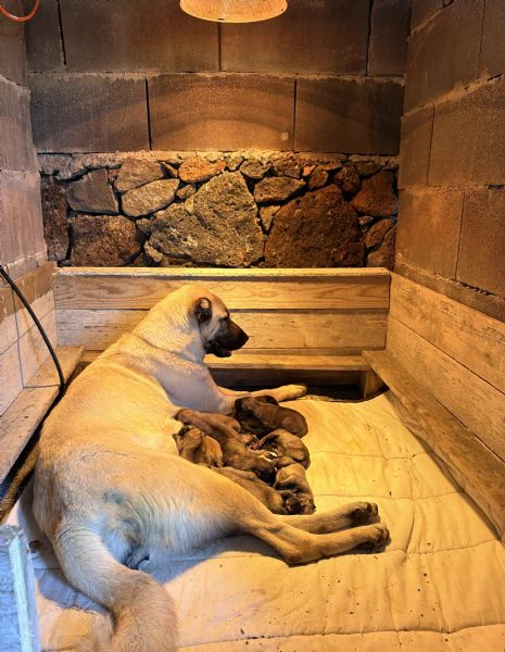 cuccioli kangal nati il 30/01