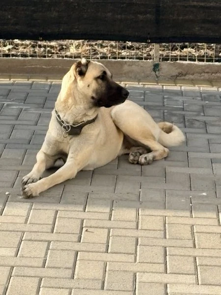 cuccioli kangal nati il 30/01 | Foto 0